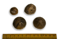 F 10657
<br/>
<br/>
<em></em>